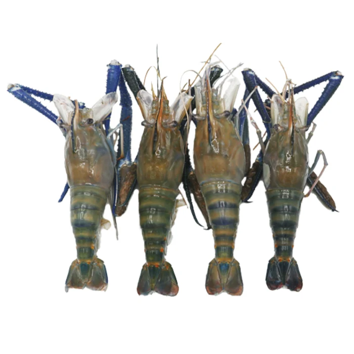 river prawns