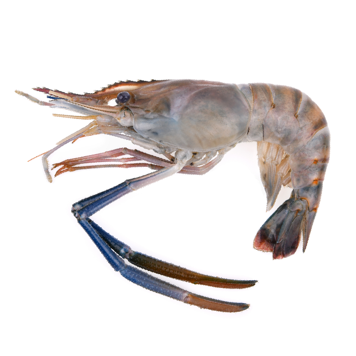 กุ้งแม่น้ำ-01