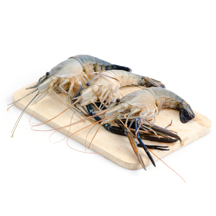 กุ้งแม่น้้ำ2-01