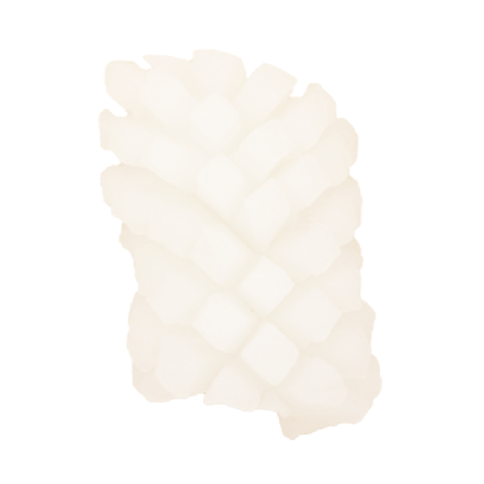 หมึกบั้งสัปรด_01-01